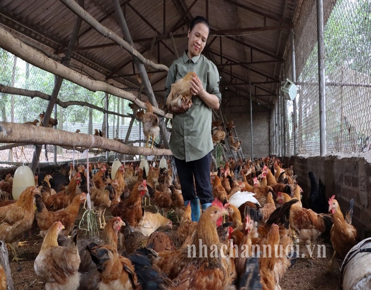 Chăn nuôi xanh, nông nghiệp tuần hoàn: Xu thế không thể đảo ngược